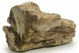 Triassic-Age Petrified Wood Log - Madagascar #378880-1